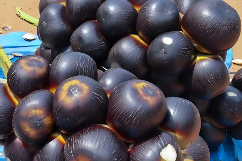 Buah Lontar: Manfaat dan Kandungannya untuk Kesehatan