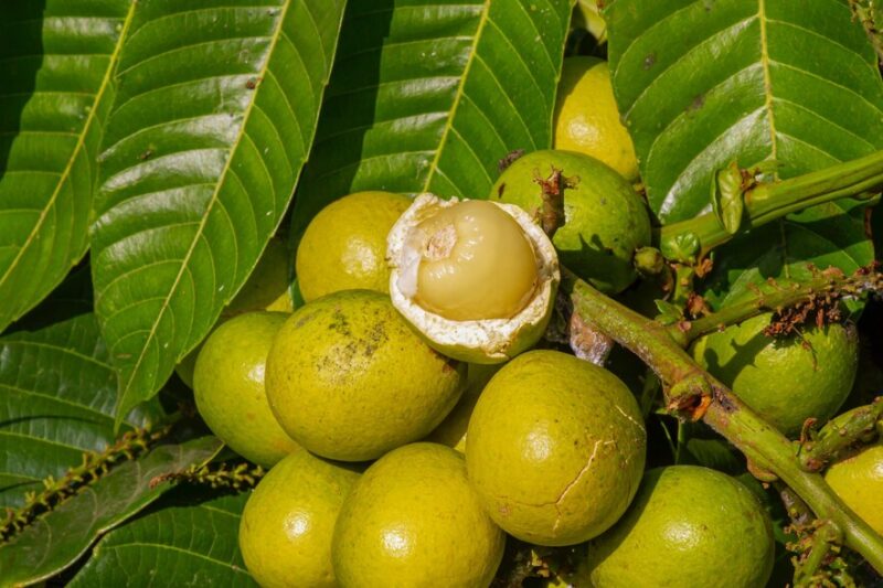 9 Manfaat Buah Matoa Bagi Kesehatan yang Perlu Diketahui